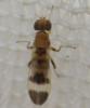Typhamyza bifasciata
